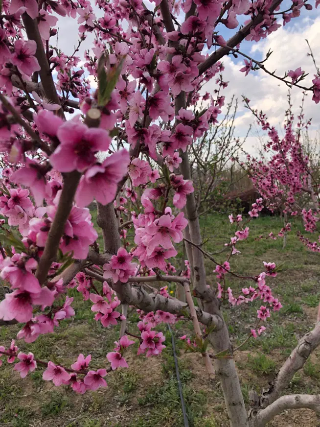 معاوضه باغ با خانه یا ماشین