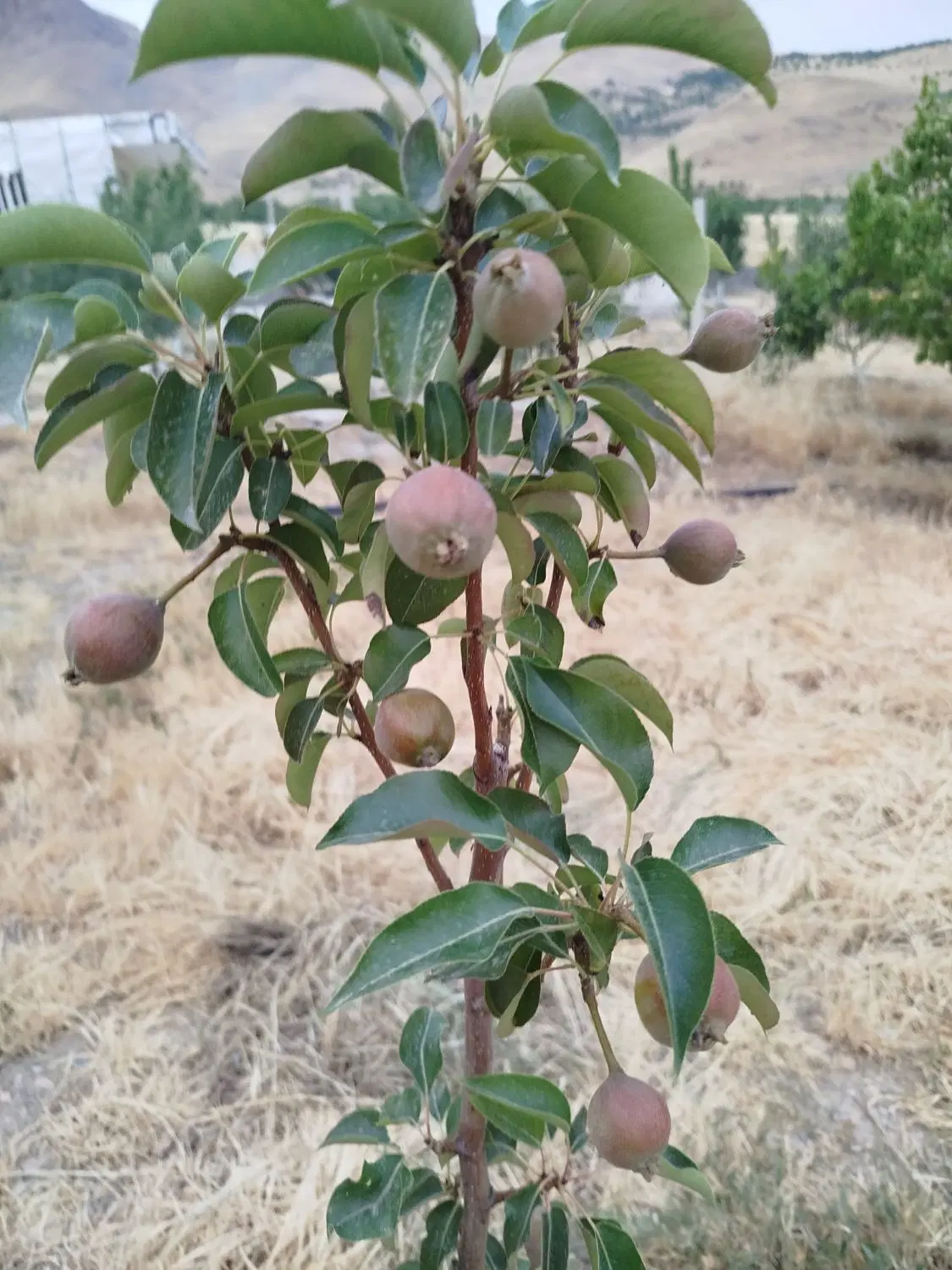 فروش باغ ویلا
