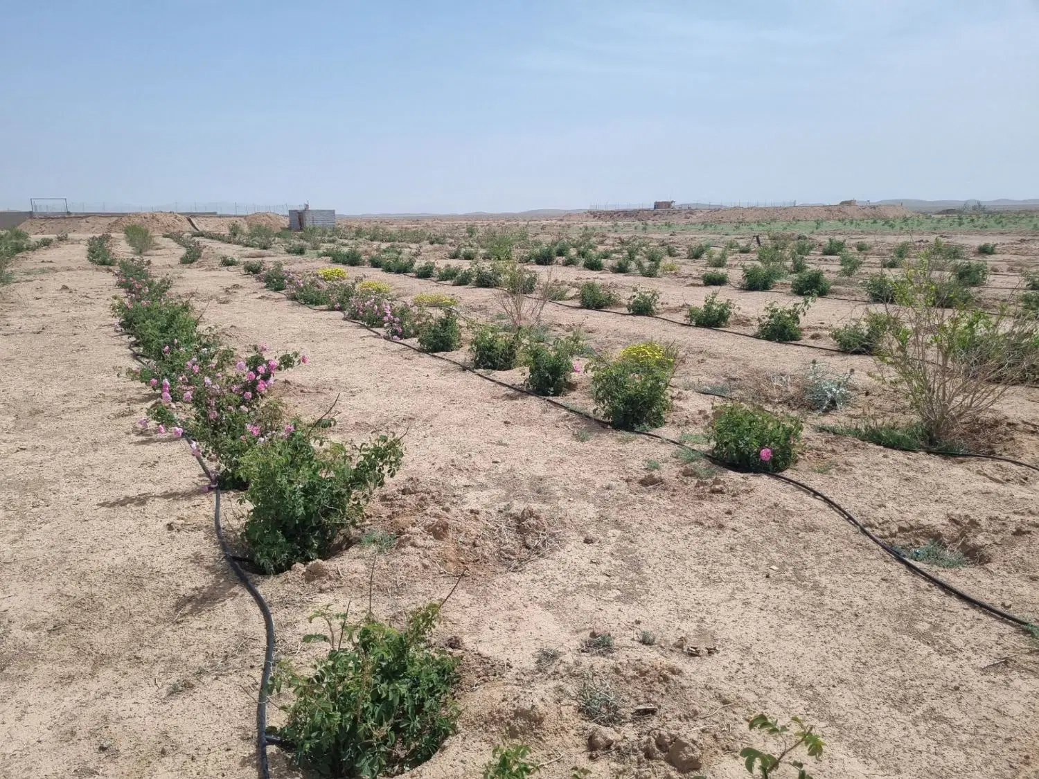 کرایه زمین کشاورزی