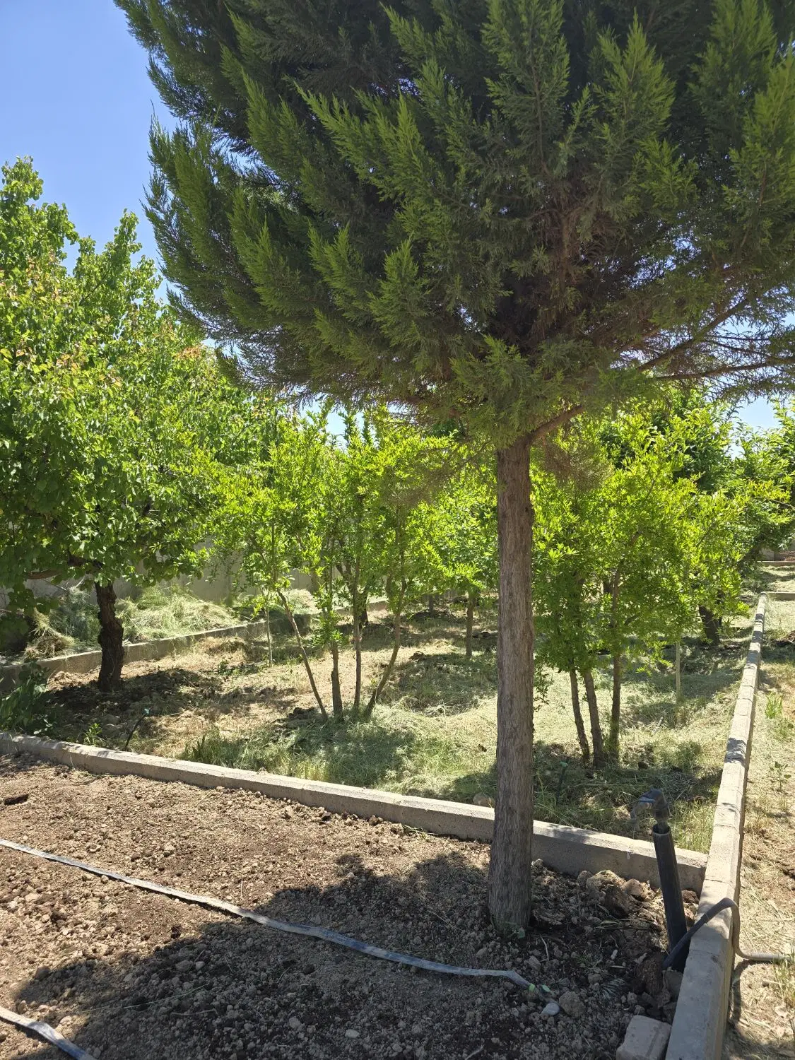 فروش باغچه