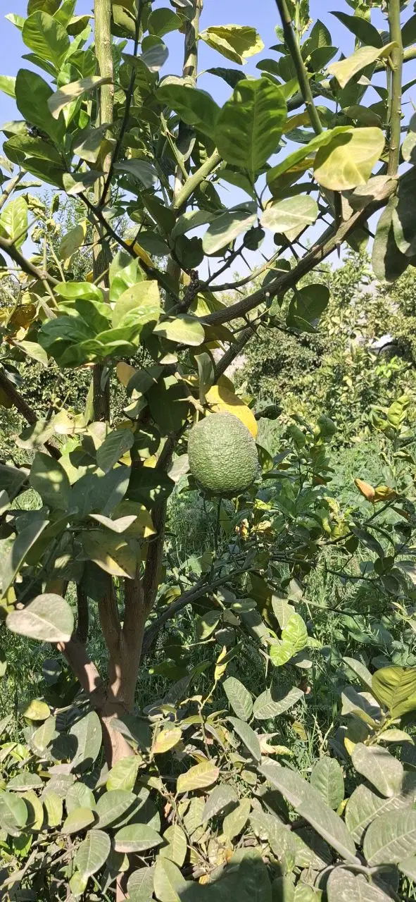فروش باغچه