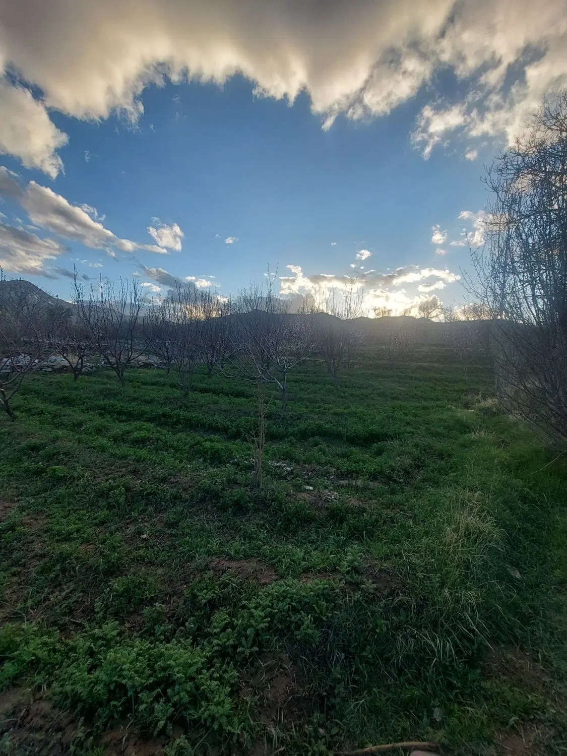 فروش باغ در روستای حاجی بیگی  جلگه رخ