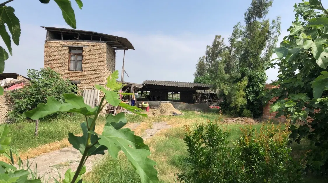 اجاره دامداری