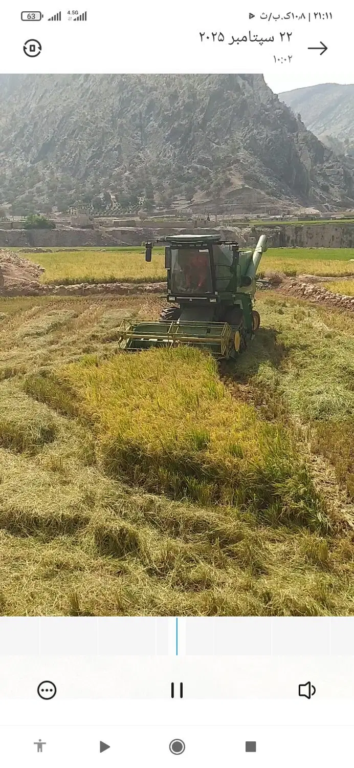تیم برنج چمپا و هاشمی