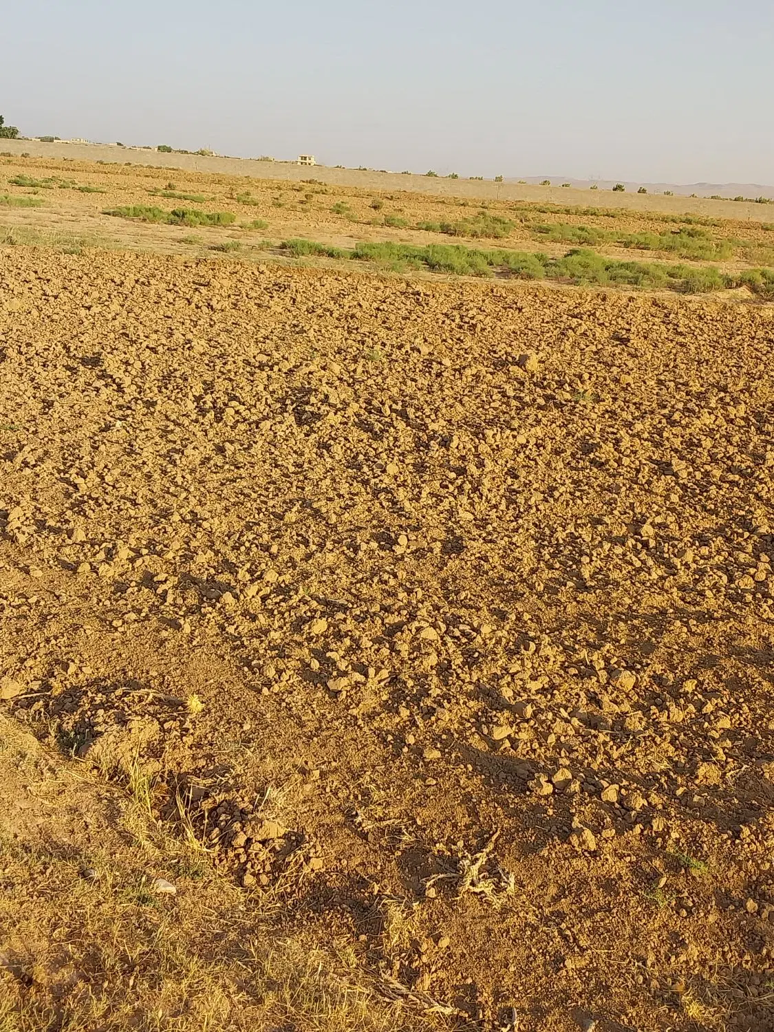 زمین باغی وکشاورزی کوشکی