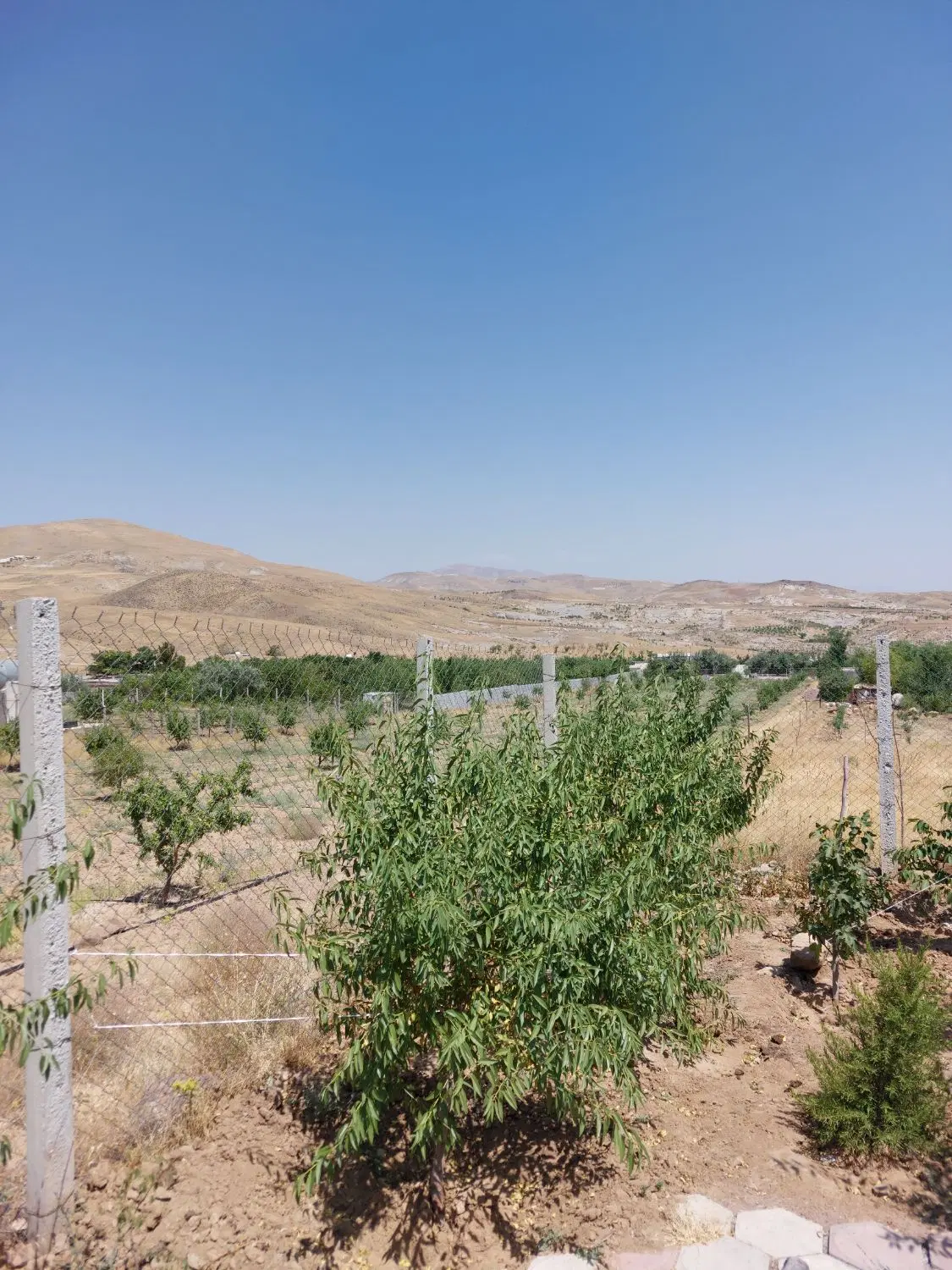 زمین.باغ.باغچه