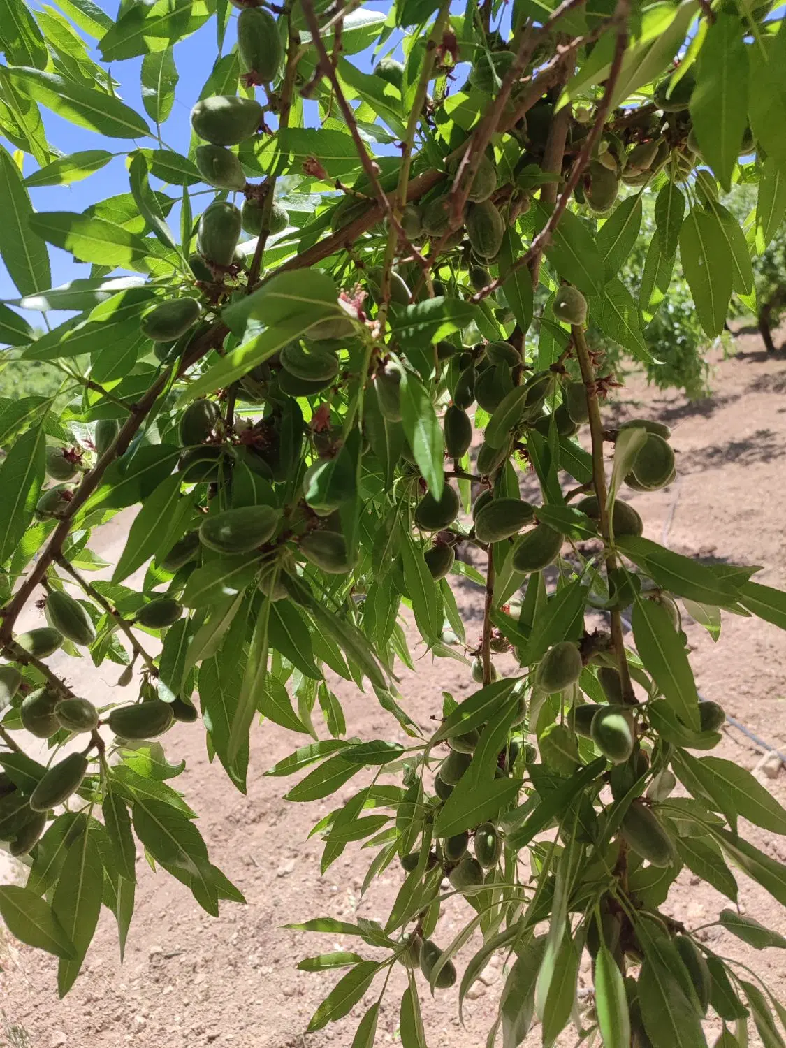 باغ بادام 7350متری (سند تک برگ)