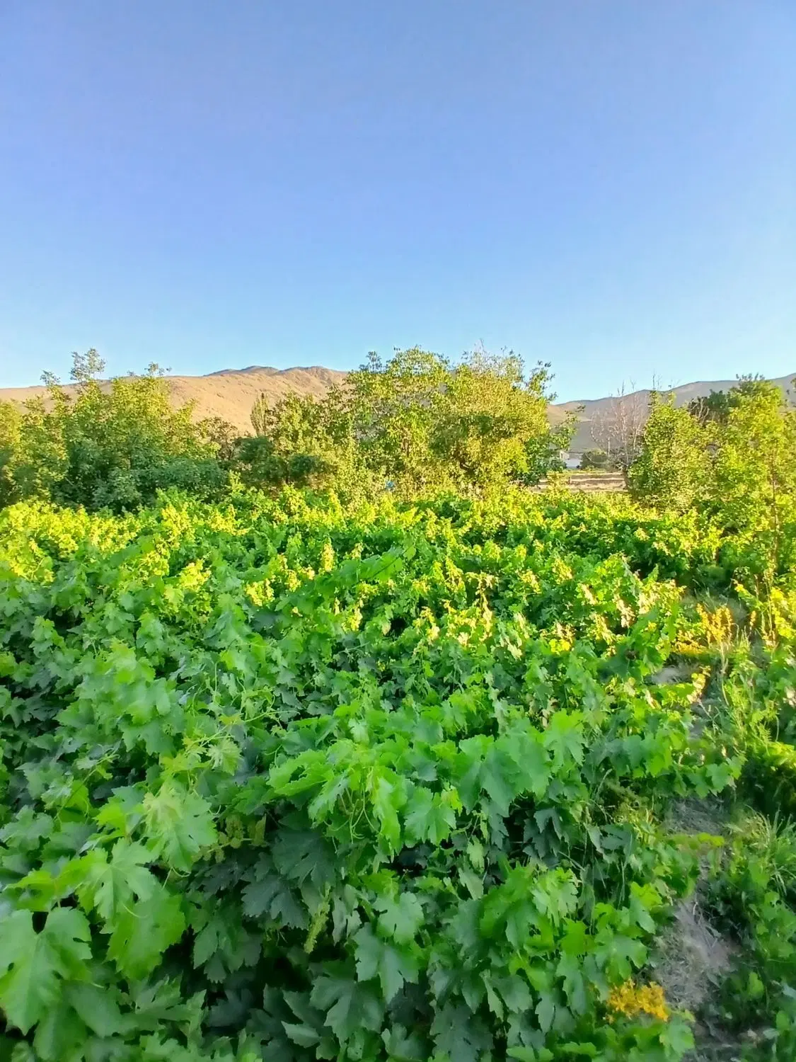 باغ انگور و میوه روستای هزاوه داخل محل