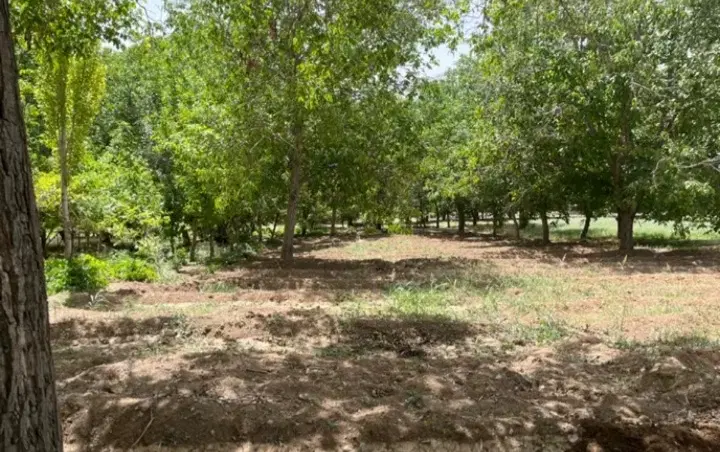 باغ میوه