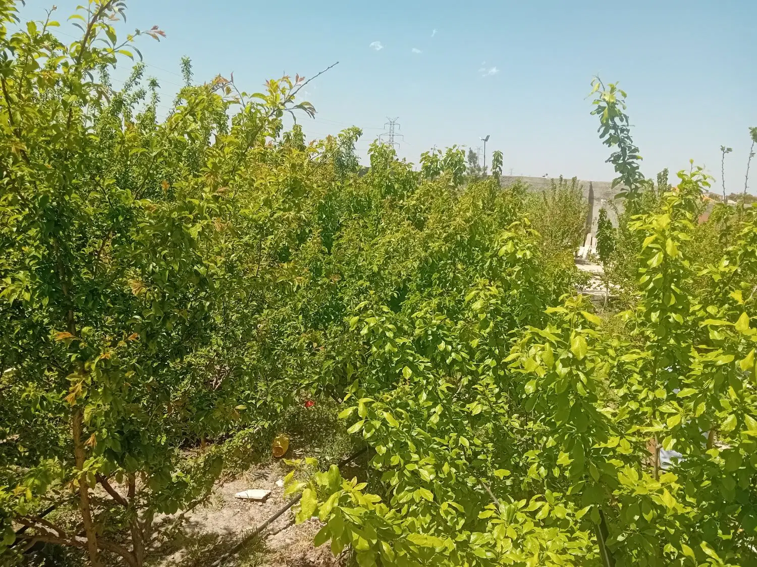 زمین جاده کاهو مجتمع گلشن ۱۷۰۰متر با آب وبرق دوممر
