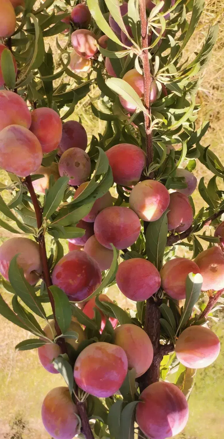 باغ  ثمر دار آبی