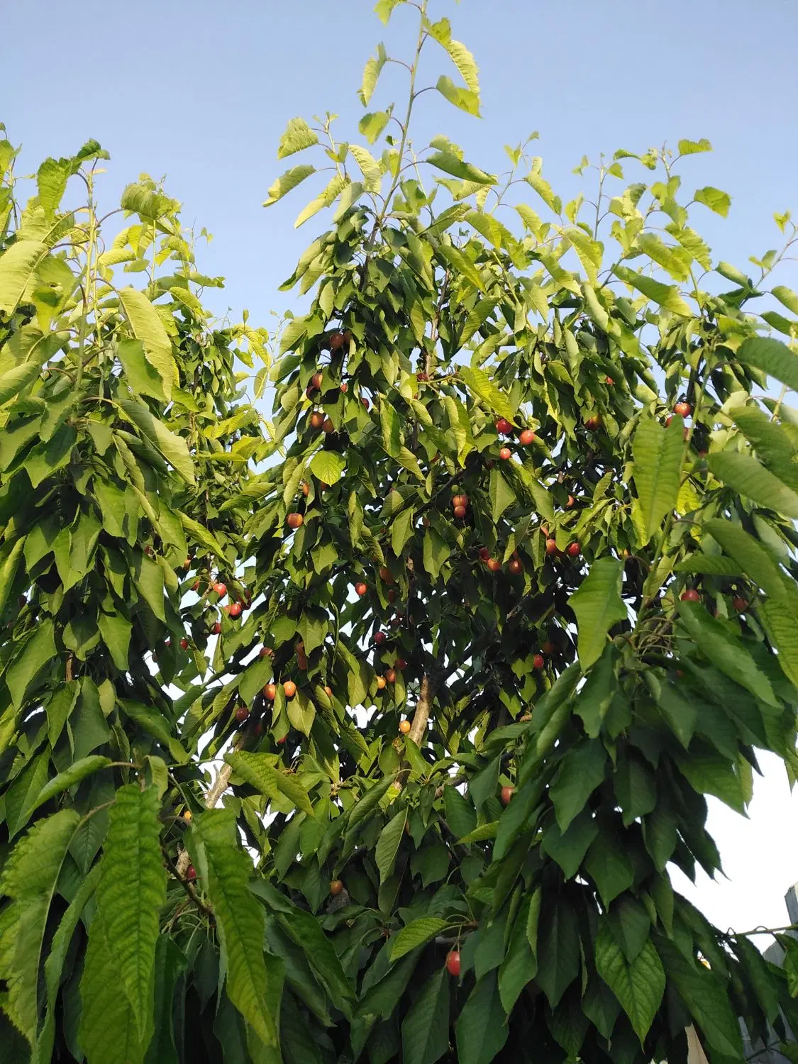 تهاترماشین وباغ باخانه