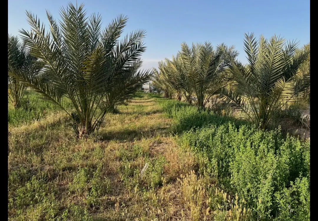 هزار متر باغ بر کرو بسطام