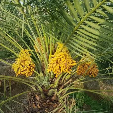 فروش زمین کشاورزی اطراف حاجی آباد