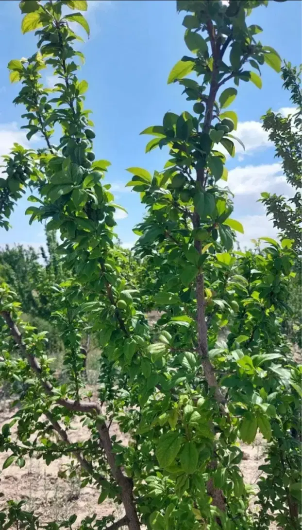 باغچه دهشاد پایین