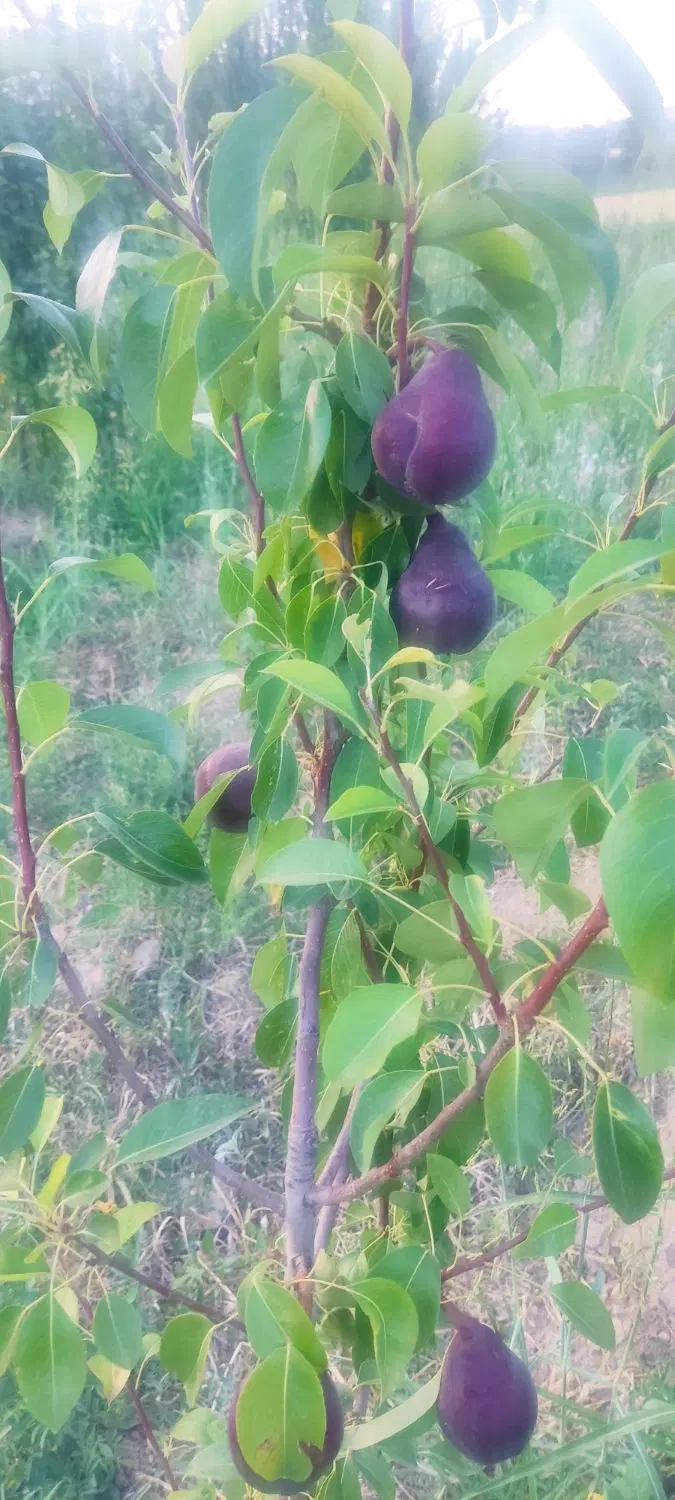 زمین باغ