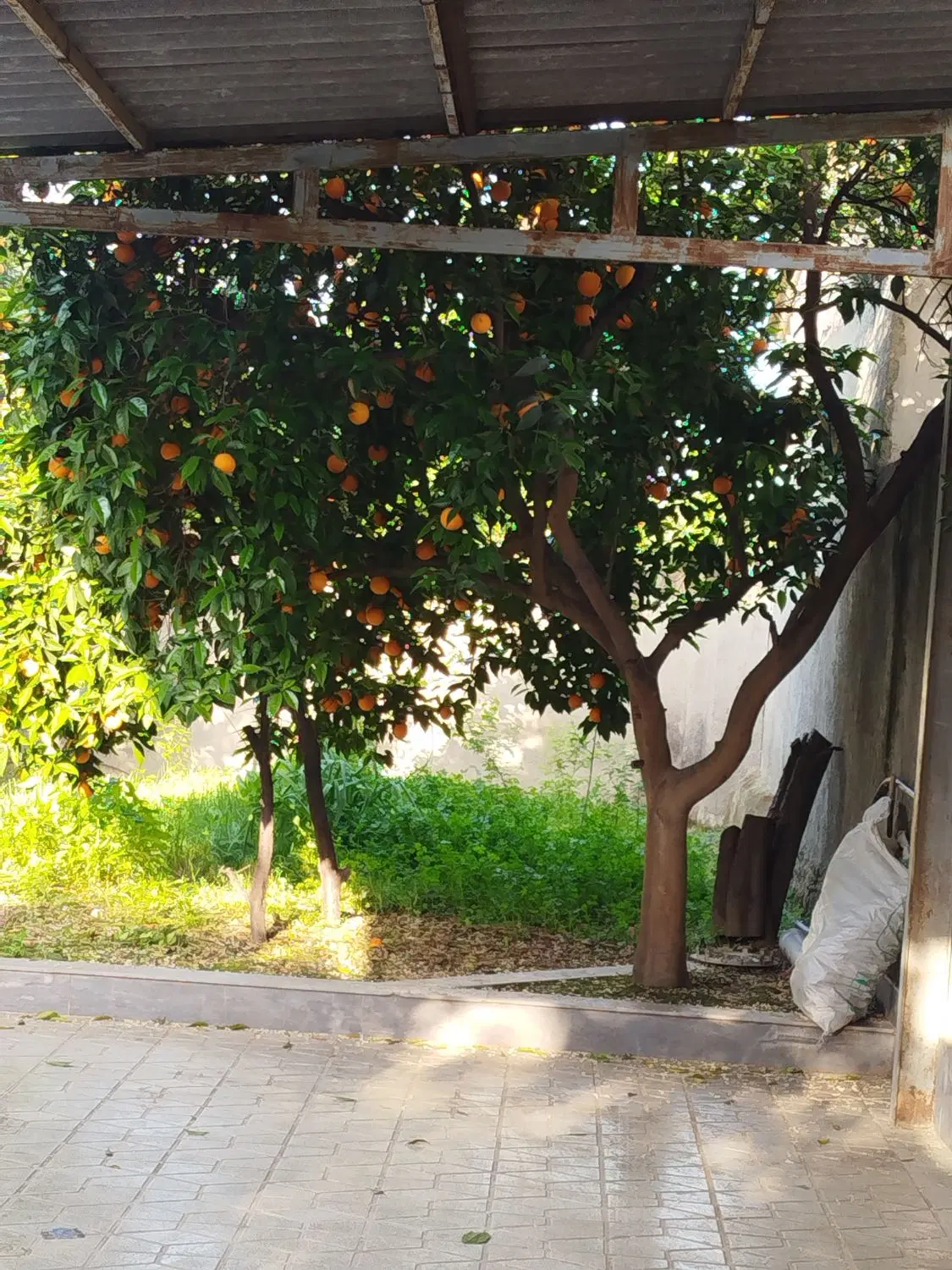 هم خونه ی خانم