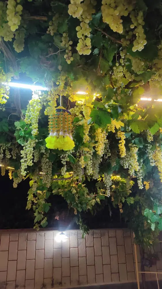 فروش گاوداری