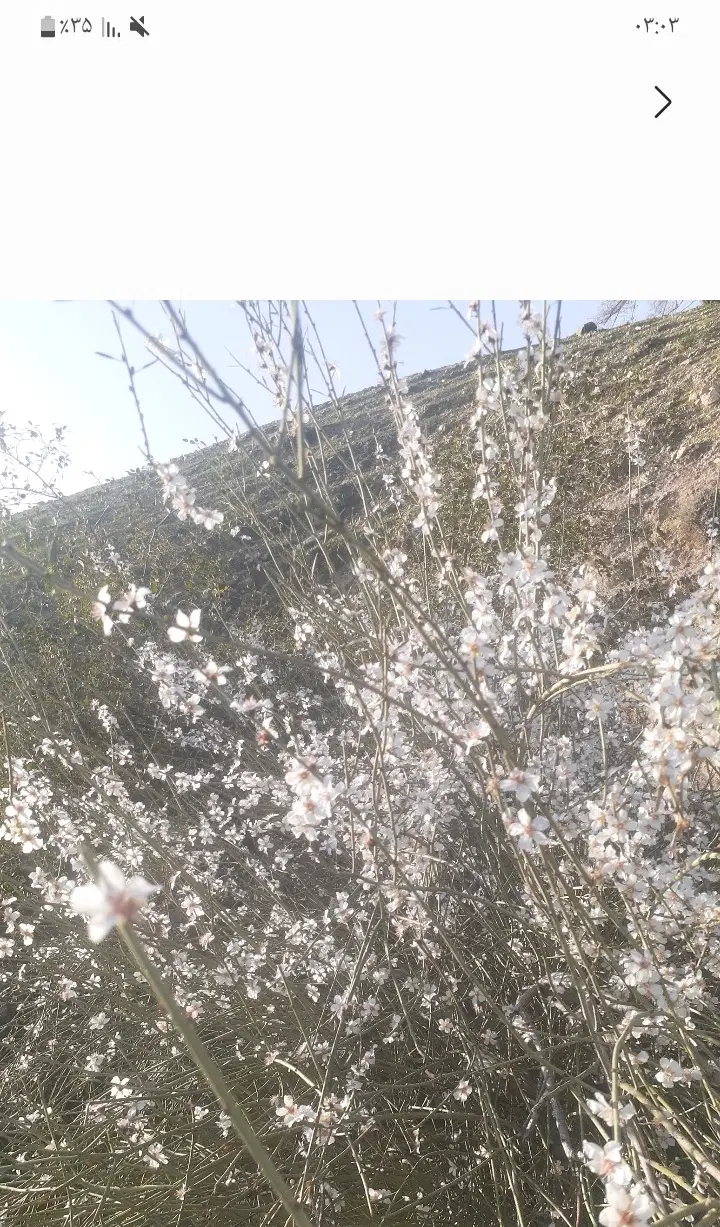 فروش باغ باغچه زمین