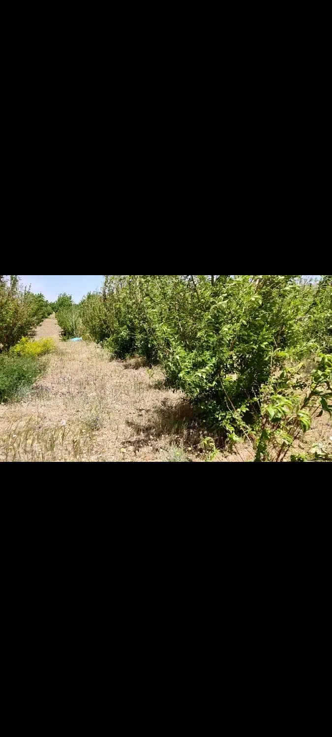 باغ آجیلی 1000متری