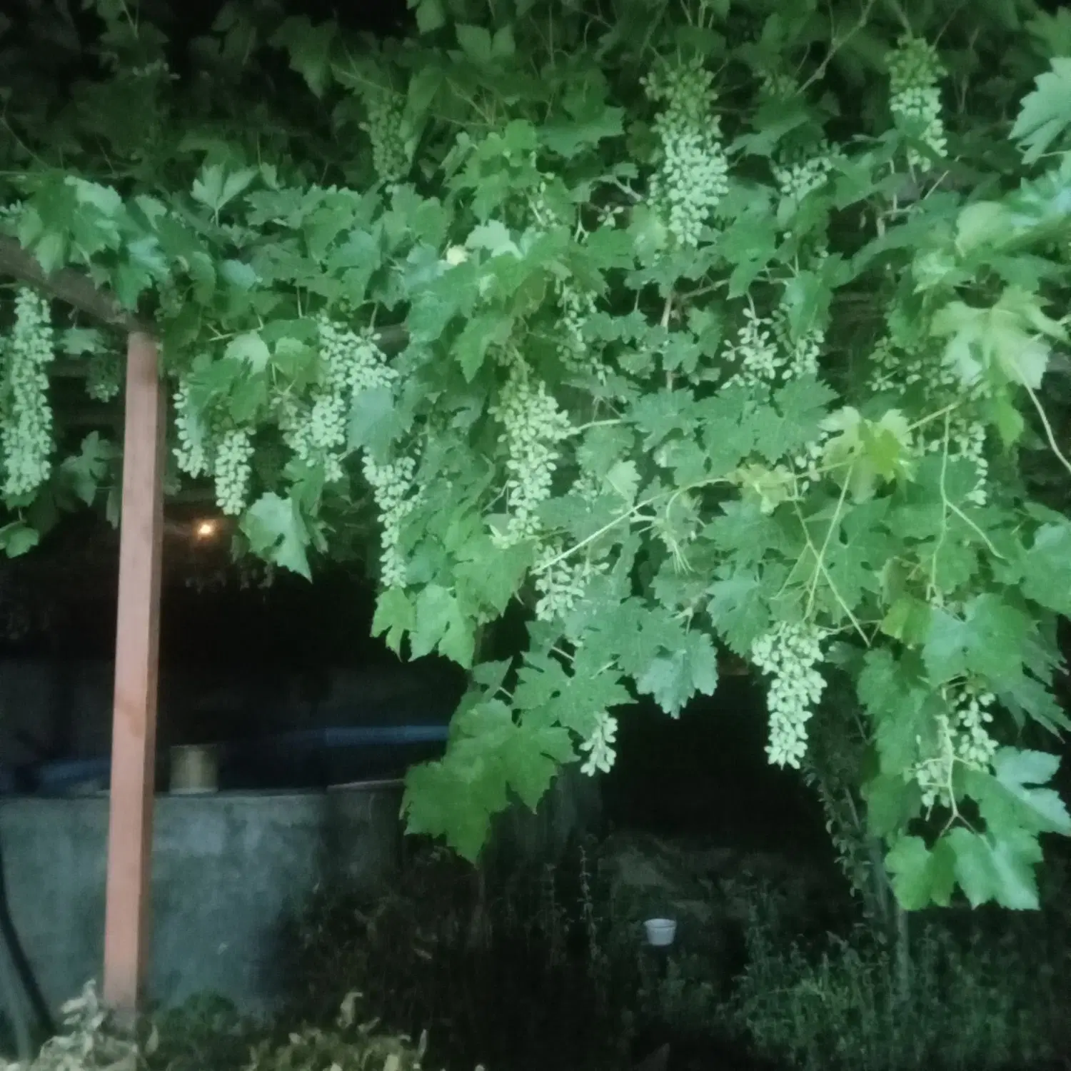 زمین باغی