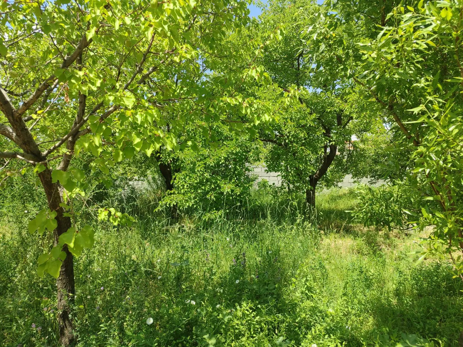 فروش باغ ویلایی در اسکو