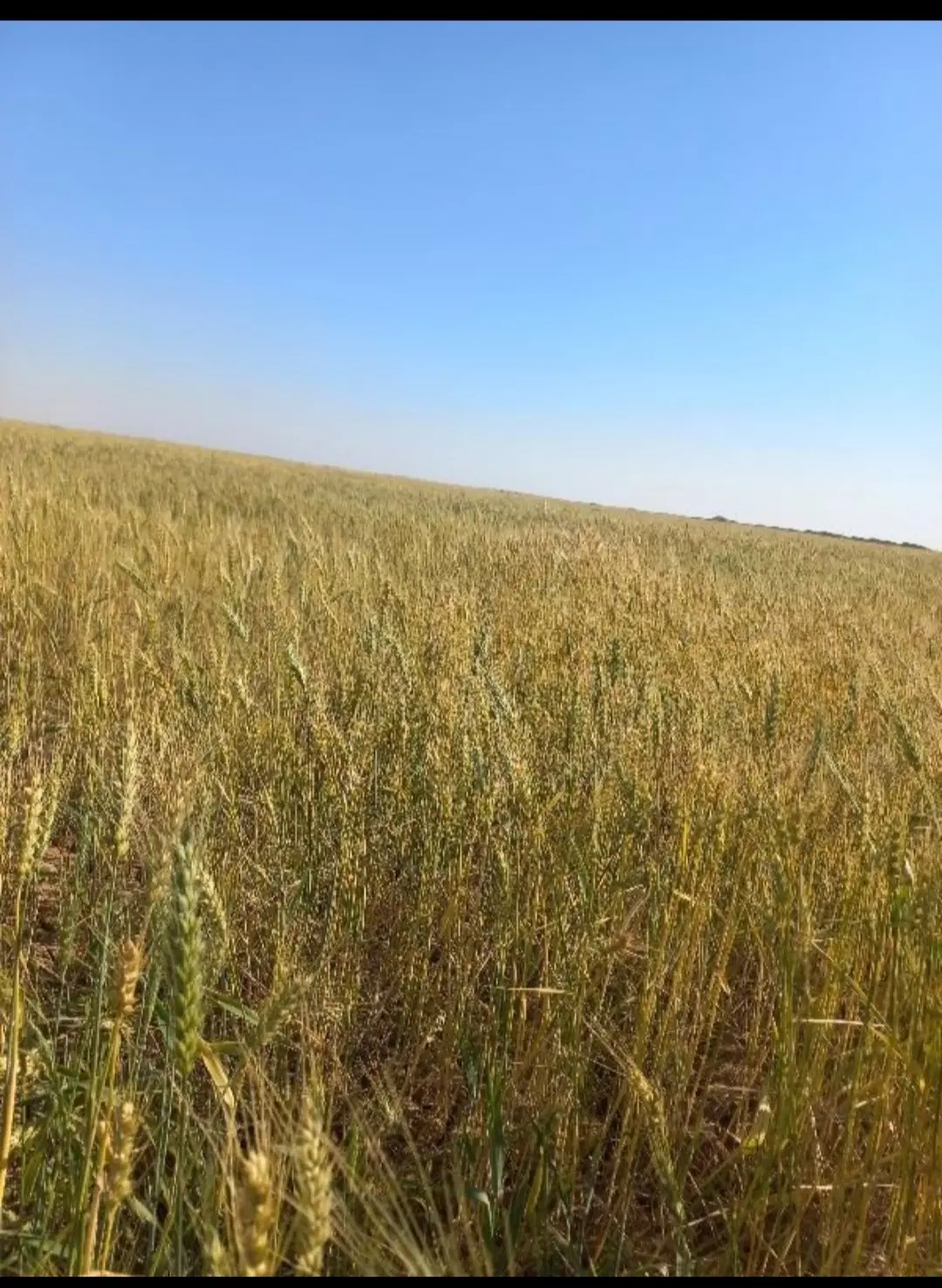 زمین اجاره ای کانال۸