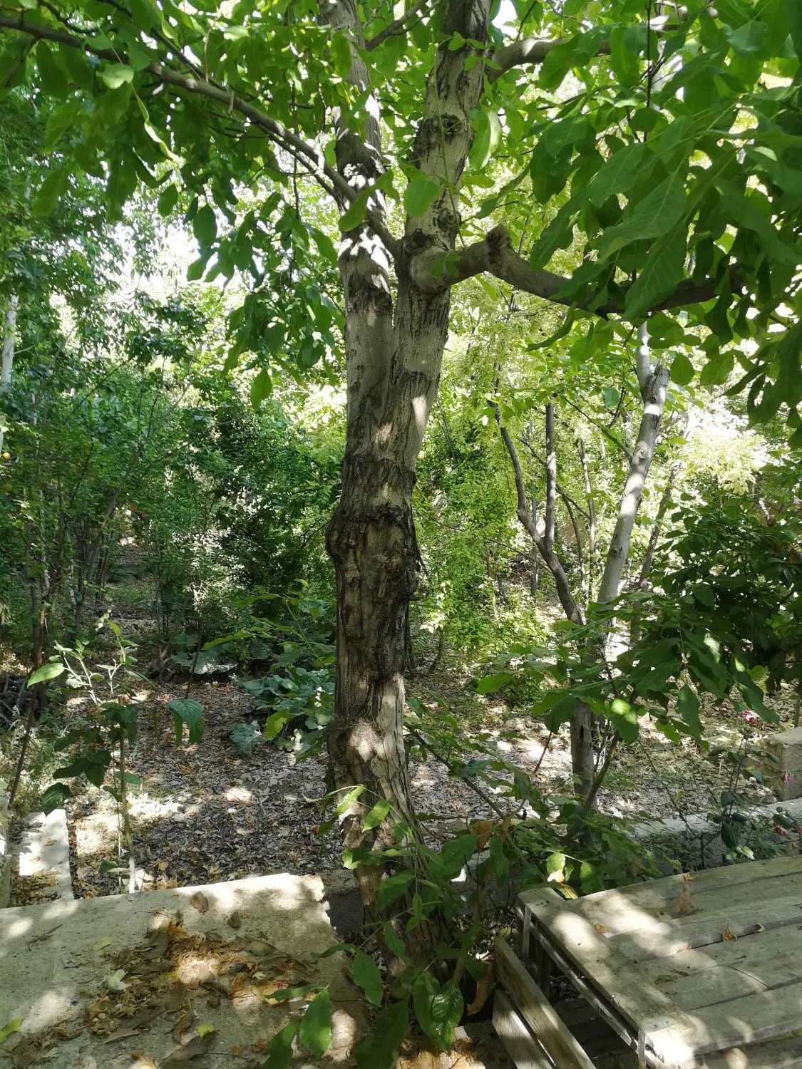 باغ اجاره سالیانه