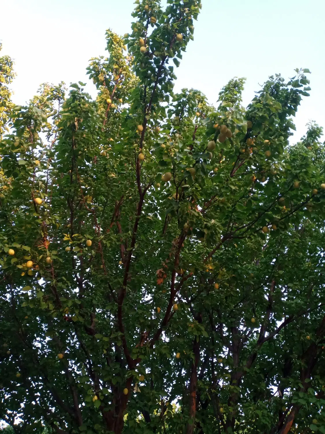 باغ بهشت