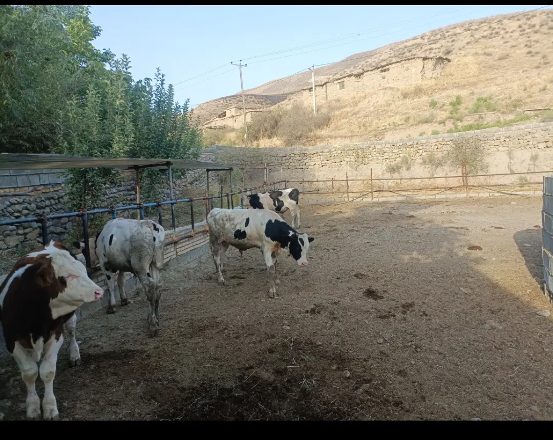 گاوداری پرواری