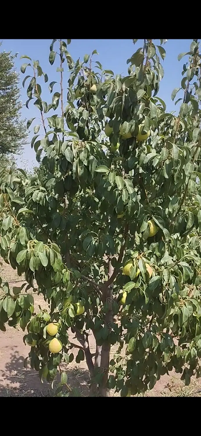 باغ گلابی