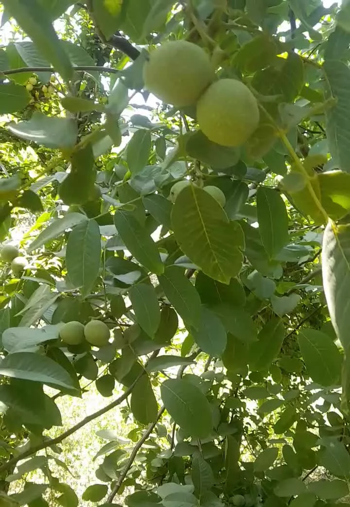 باغ گردو