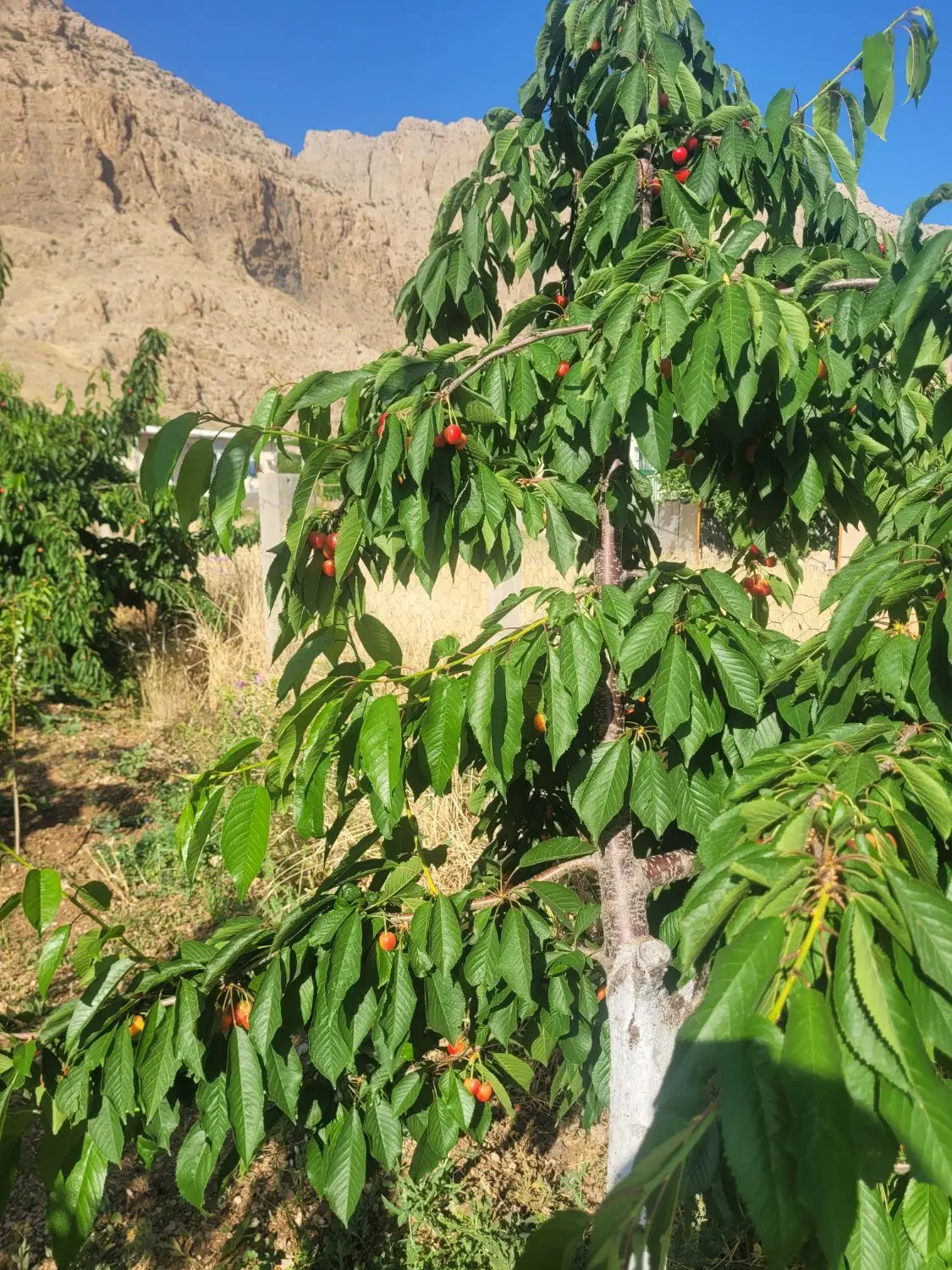 باغ  همراه مغازه نانوایی ومنزل مسکونی سند دارد