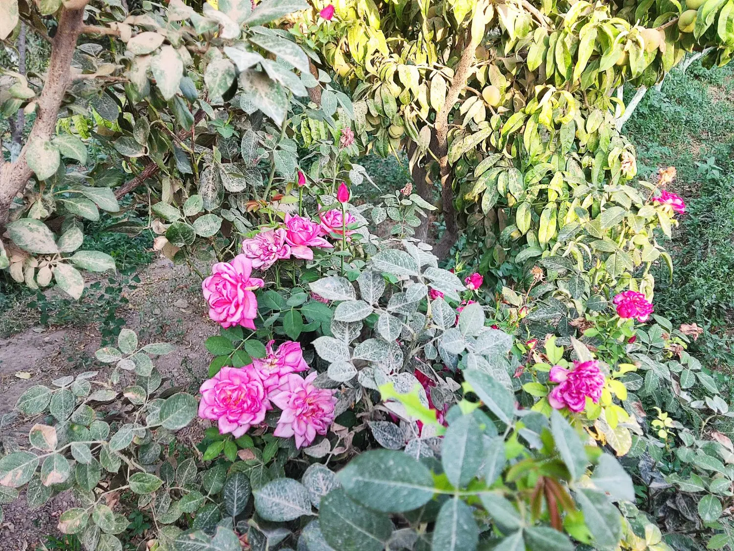 باغچه آرام و زیبا