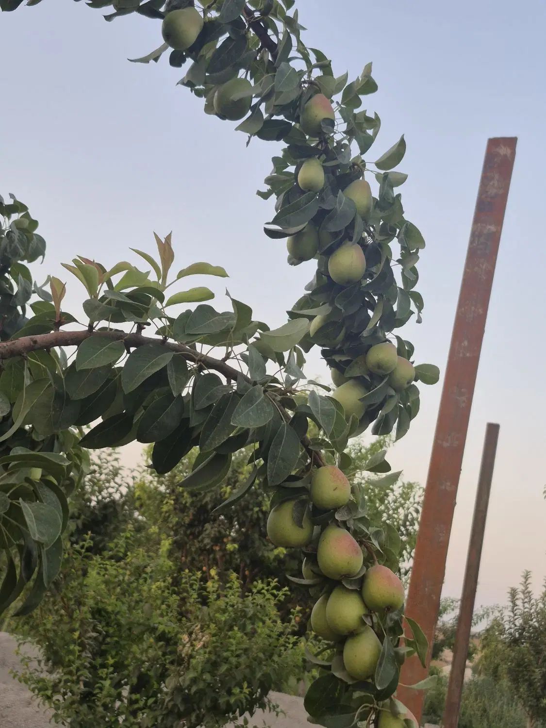 فروش زمین باغ ویلا