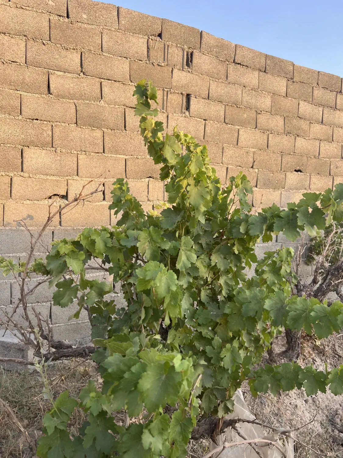 باغ و باغچه ۲۹۴ متری_چسب محل_آینده دار