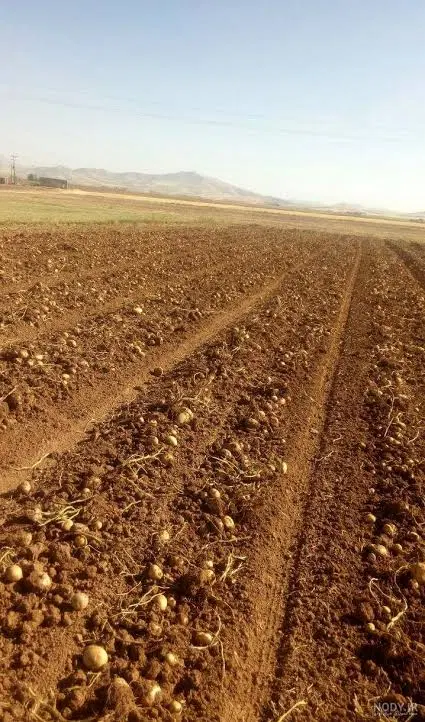 فرورش زمین کشاورزی در دشت لیشتر