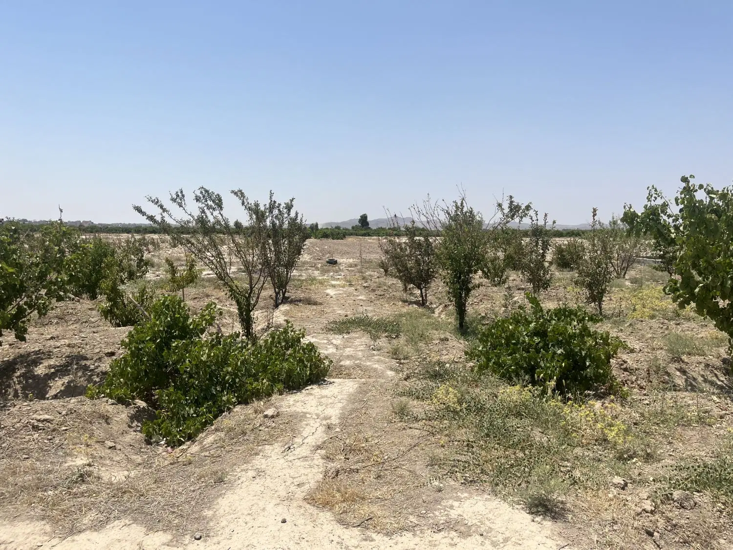 زمین ۵۰۰ متری باغی