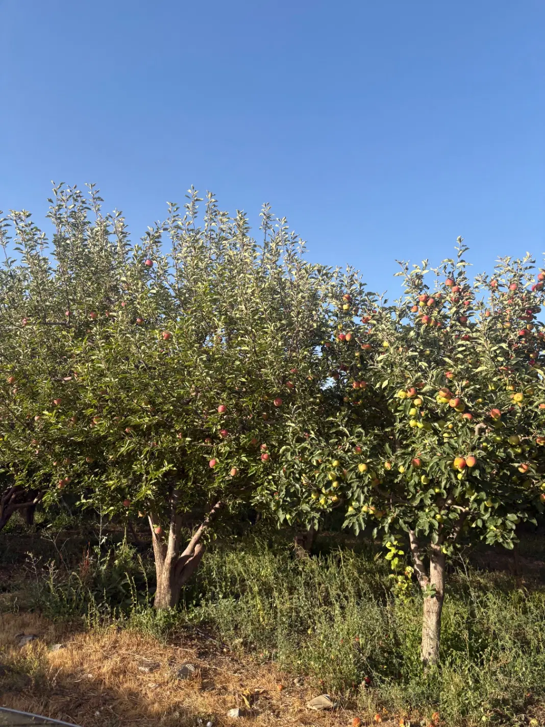 باغ متراژ ۲۷۷ متر ( اقساط ) سندتکبرگ جابان دماوند