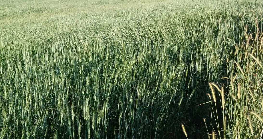 اجاره ۳ ساله زمین دیم .میزان بذر برای کشت ۱_۵تن