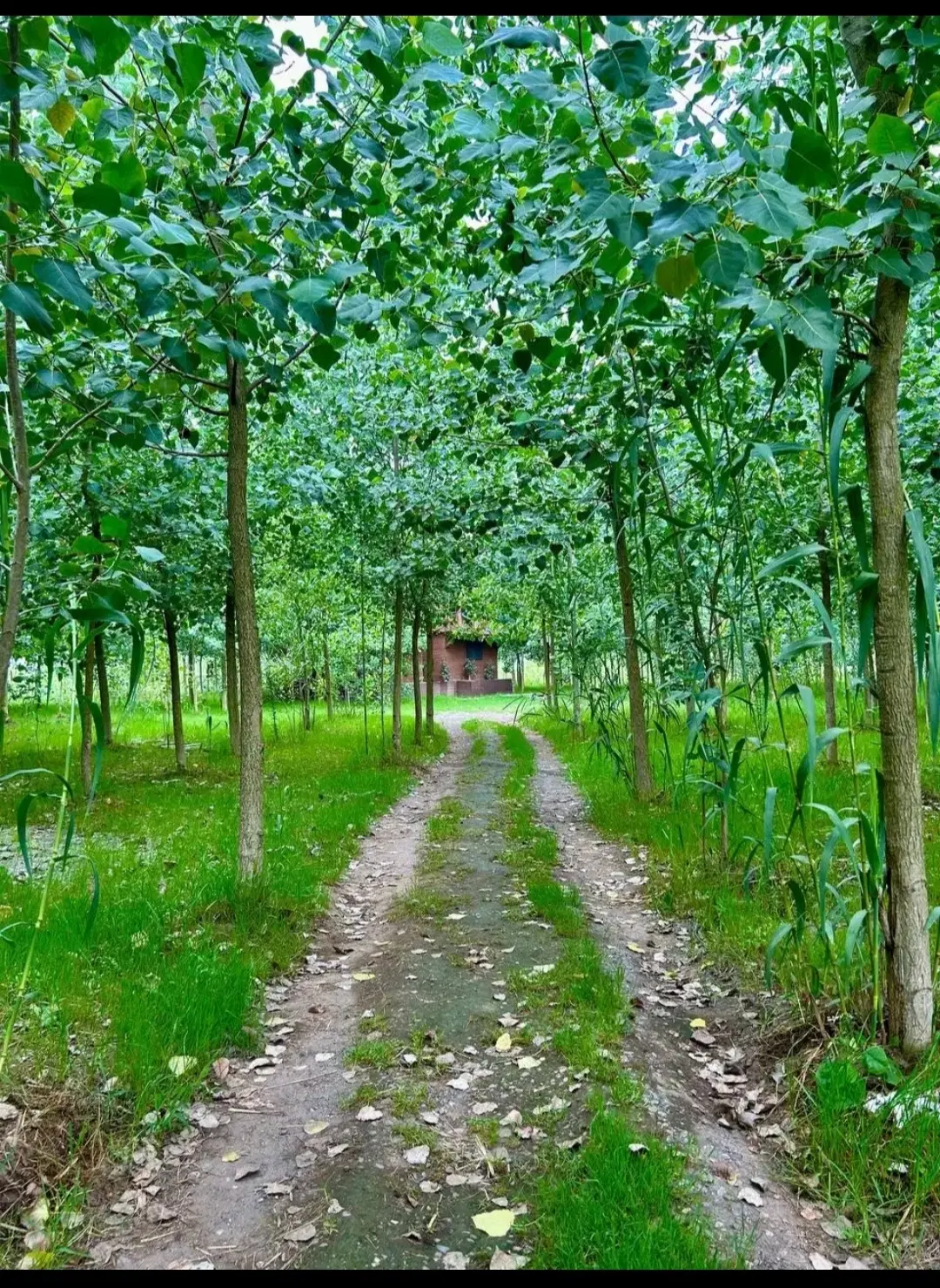 حال خوش شما با ویلاهای ما