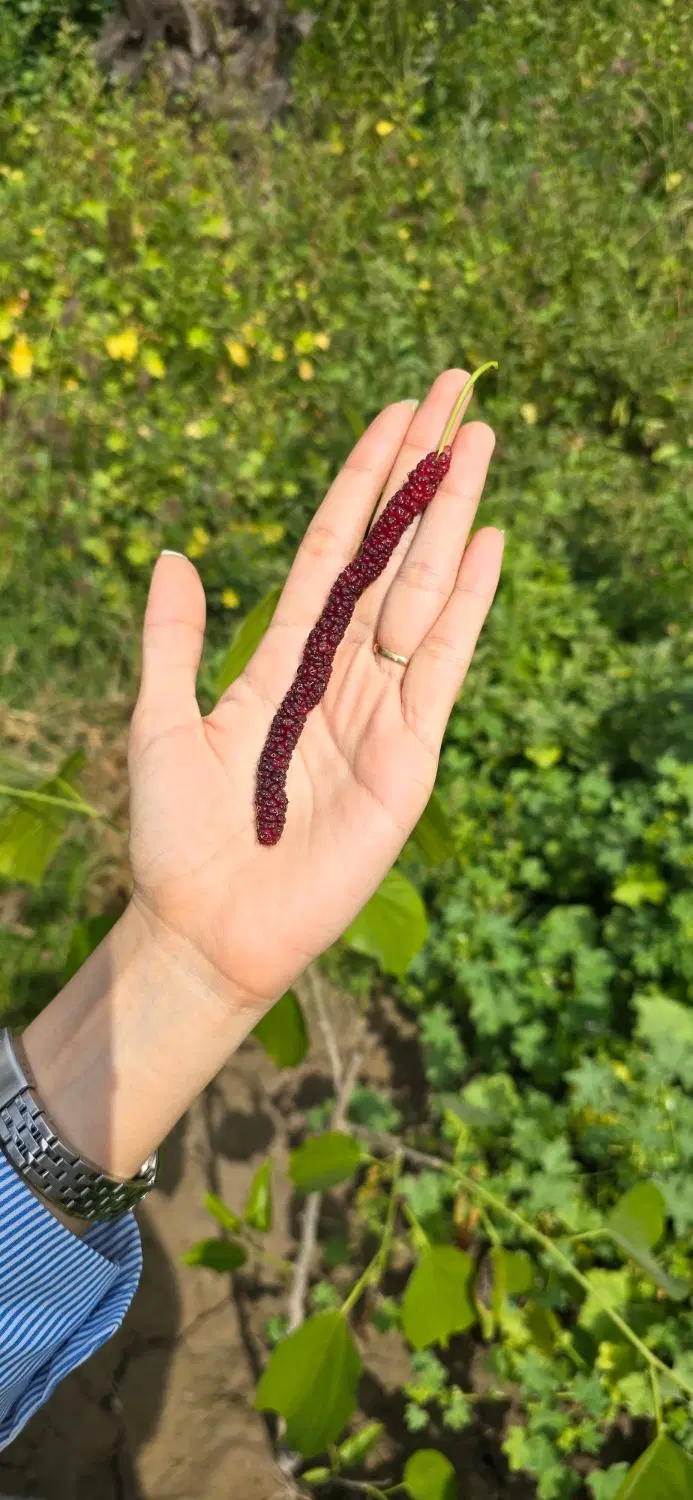 فروش خانه باغ