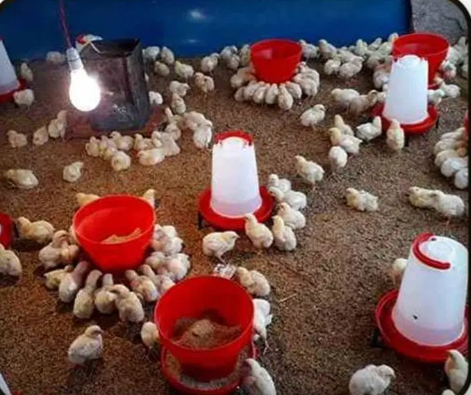 سالن ۳۵۰ متری برای مرغ داری وکارگاه و...