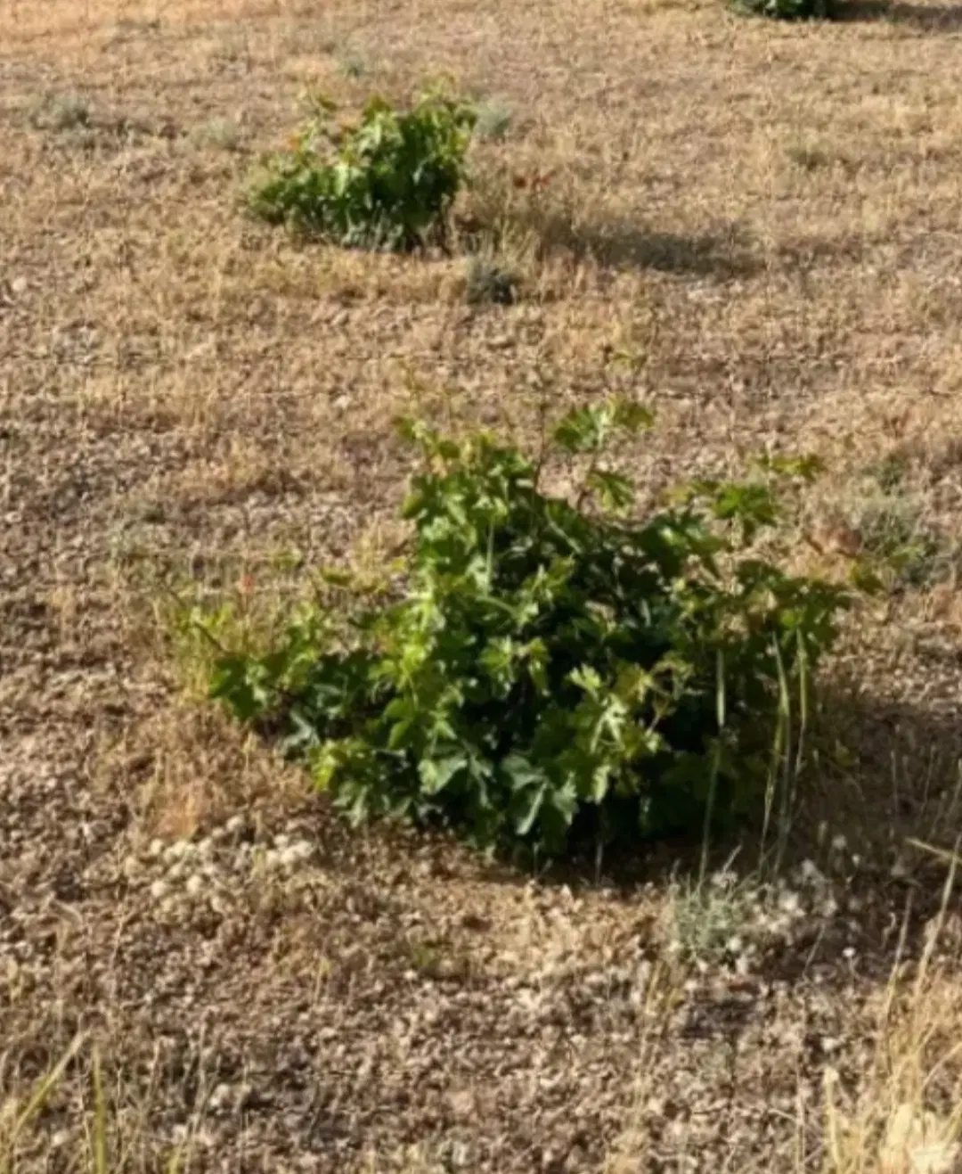 باغ انگوری بش زرقان
