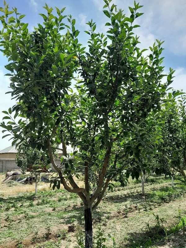 زمین کشاورزی