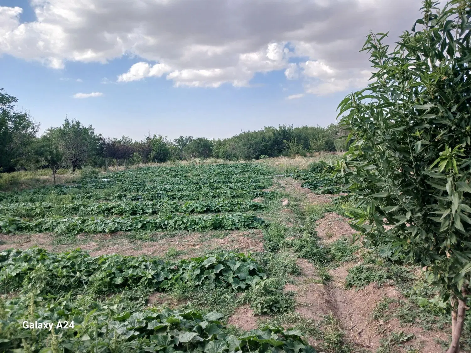 زمین باغچه ای ویلایی کارگاهی مسکونی