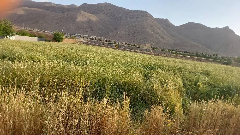 فروش زمین کشاورزی معاوضه با آپارتمان در فولادشهر