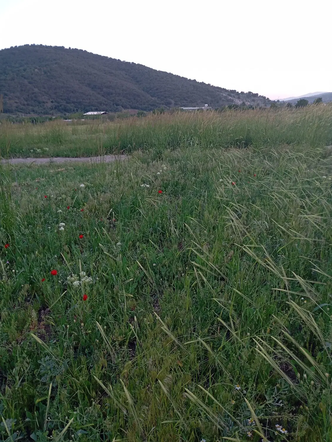 زمین خام برای باغ