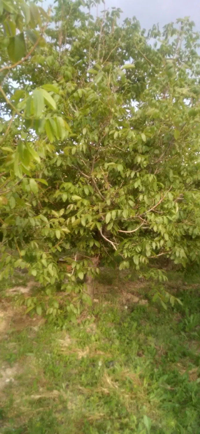 باغ در سعیدآباد