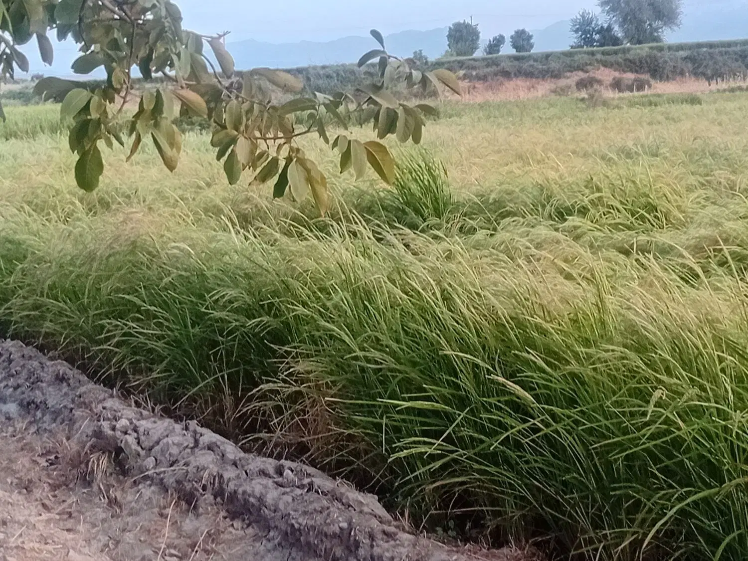 زمین  آبی دوکشت درشاهزاده عبدالله روستای کاوه کالی